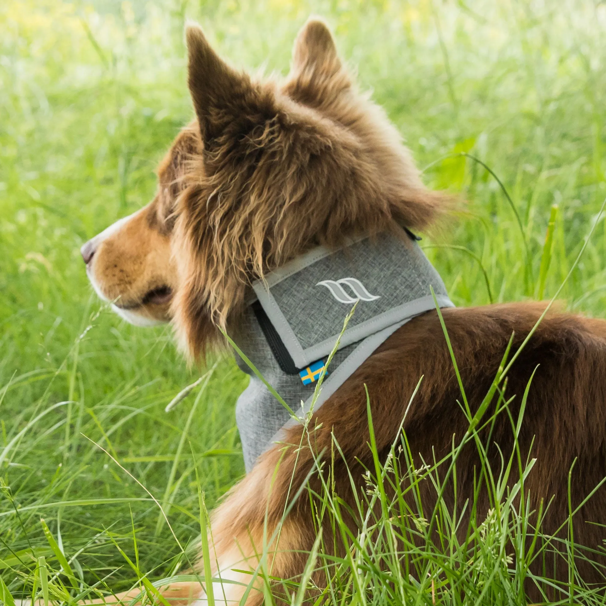 Draco High Visibility Bandana for Dogs