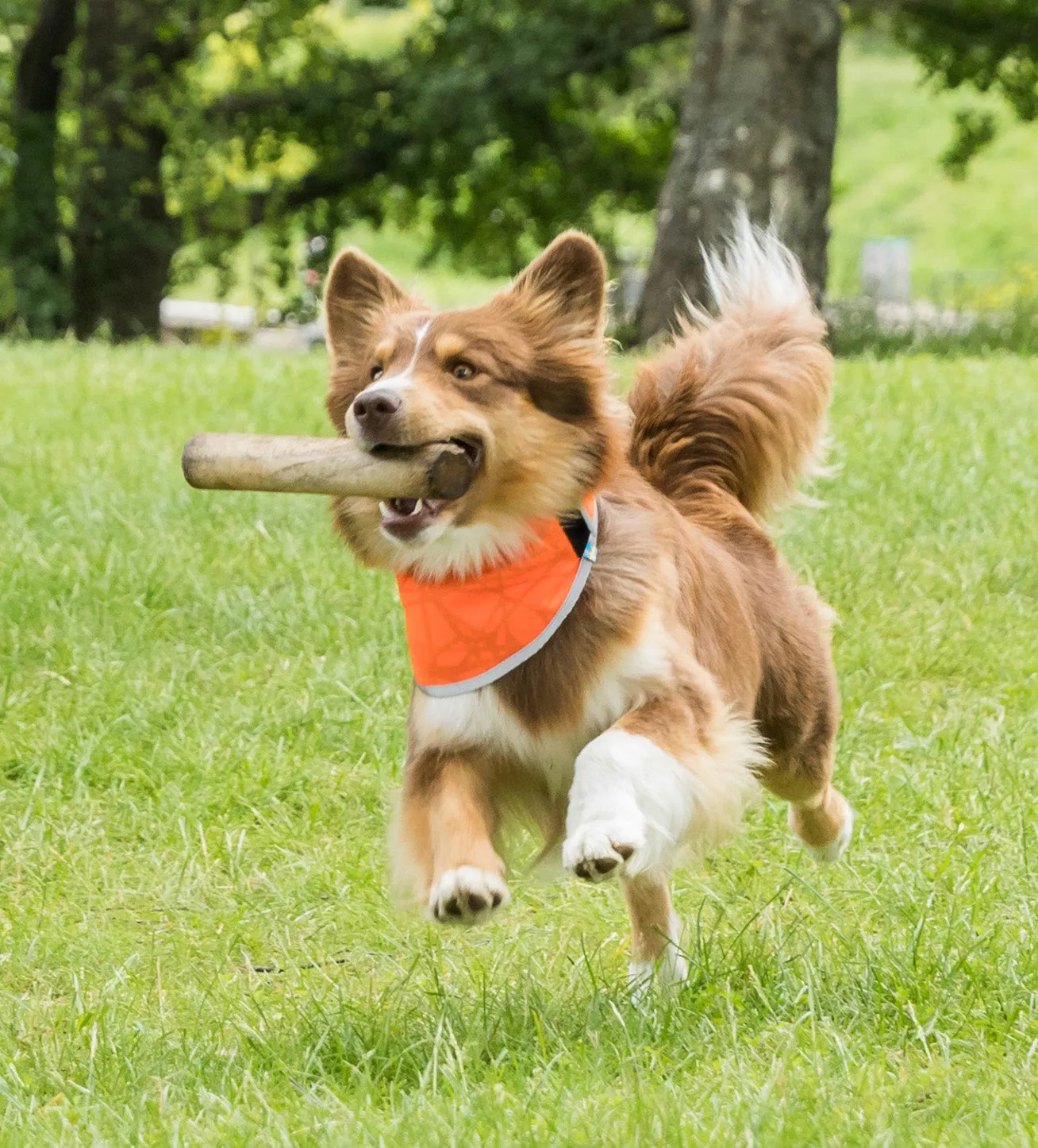 Draco High Visibility Bandana for Dogs