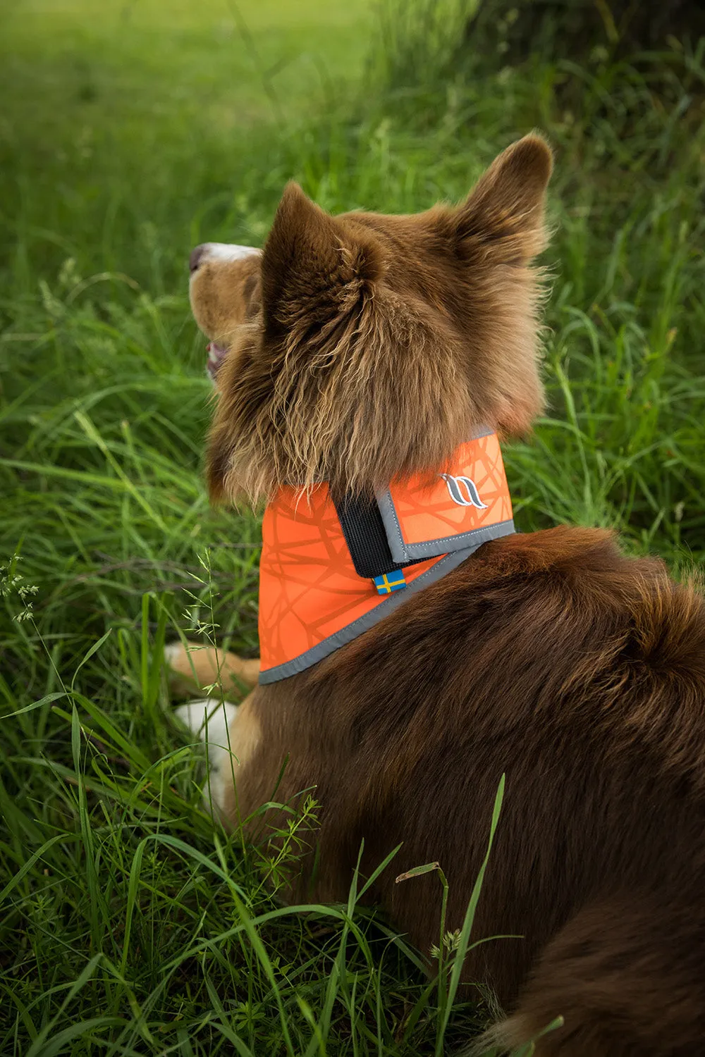 Draco High Visibility Bandana for Dogs