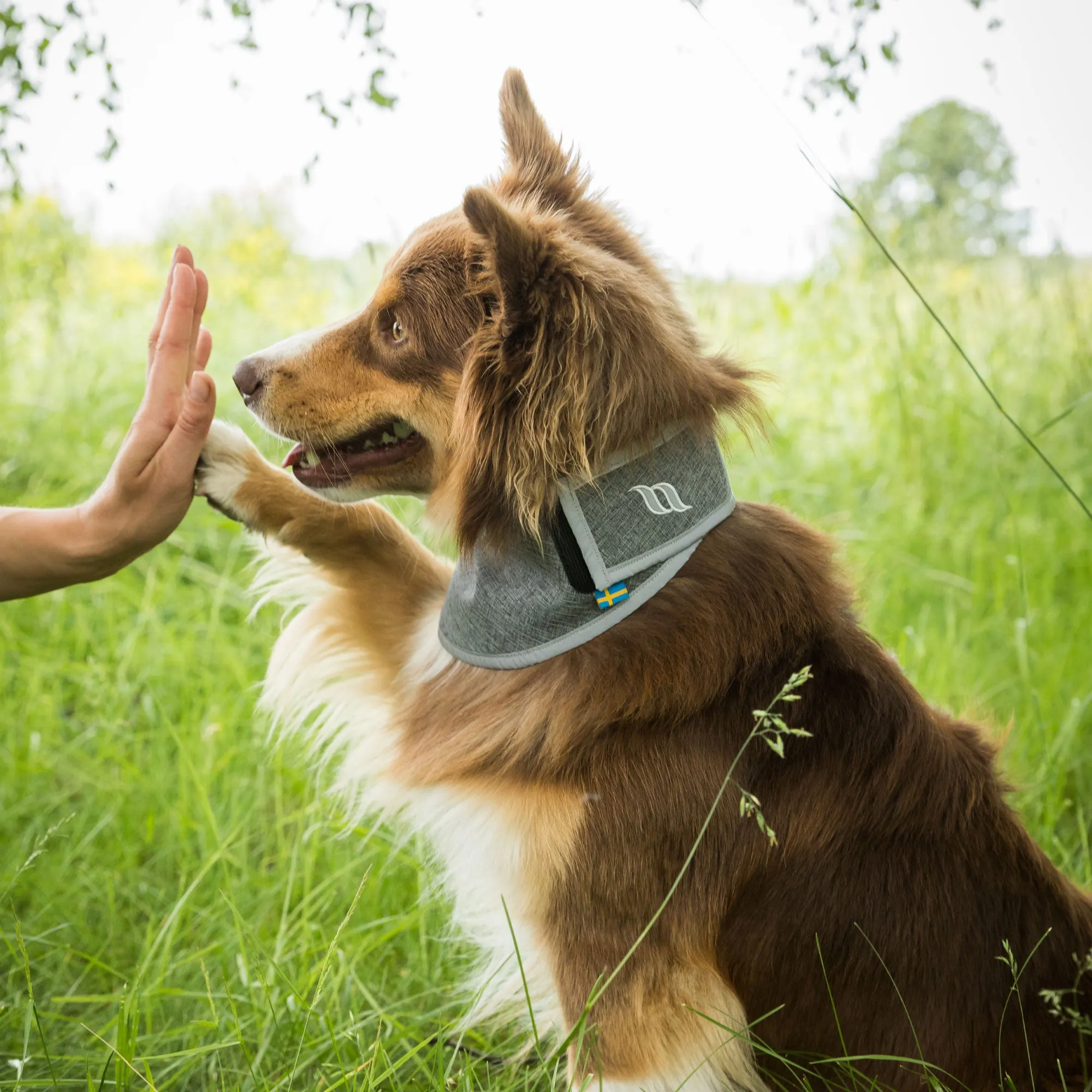 Draco High Visibility Bandana for Dogs