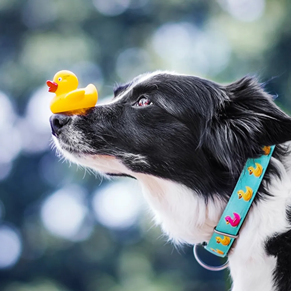 Max and Molly Ducklings Smart ID Collar for Dogs (Light Blue)